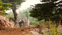 جهود لبنانية لإنقاذ شجرة الأرز من الإنقراض