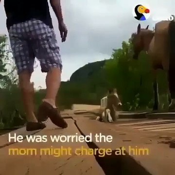 Mignon sauvetage ! Il aide un poulain coincé sur un pont en bois sous les yeux de sa maman