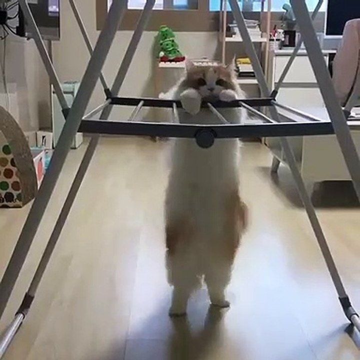 Ce chaton s'adonne à l'acrobatie, mais le résul...