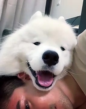 Cette belle complicité entre cette adorable boule de poils et son humain fait vraiment rêver 