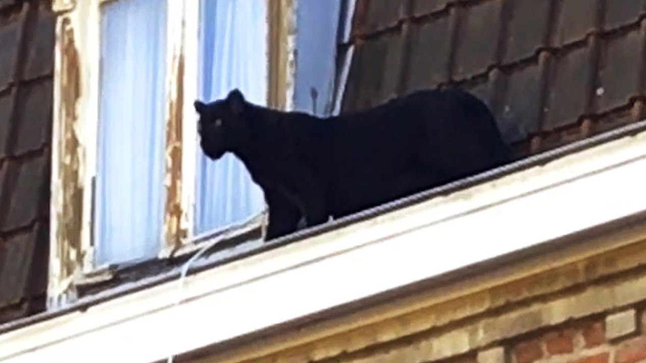 Une panthère noire se balade sur le toit d'un immeuble d'Armentières