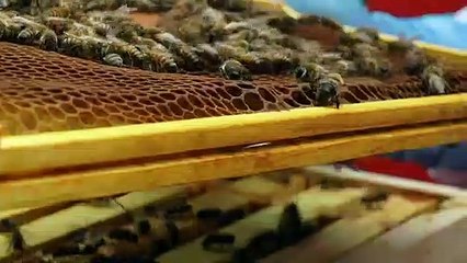 Pollinating Plants Across The City