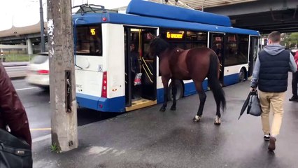Rusya'da bir at otobüste kendine yer bulamadı