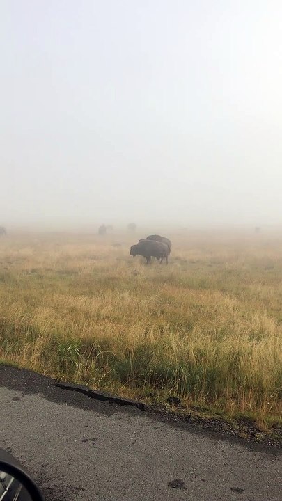 Bison Bellows in the Mist