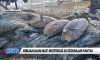 Ribuan Ikan Mati Misterius di Sejumlah Pantai Ambon