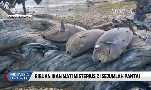 Ribuan Ikan Mati Misterius di Sejumlah Pantai Ambon