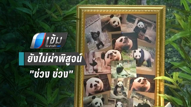 สัตวแพทย์จีนยังไม่ผ่าพิสูจน์แพนด้า ช่วง ช่วง | เข้มข่าวค่ำ