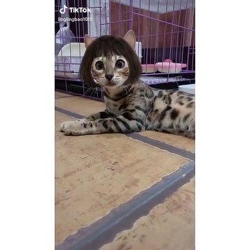 Quand un chat découvre pour la première fois l'application Snap ca donne ceci... A mourir de rire 