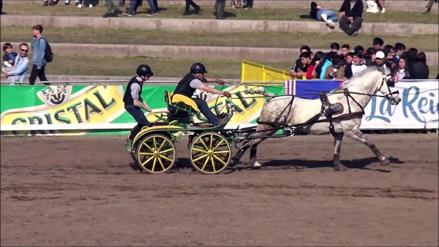 Antique Cars hitch with Friesian horses in Santiago, Chile