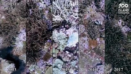 Игровые технологии в помощь кораллам