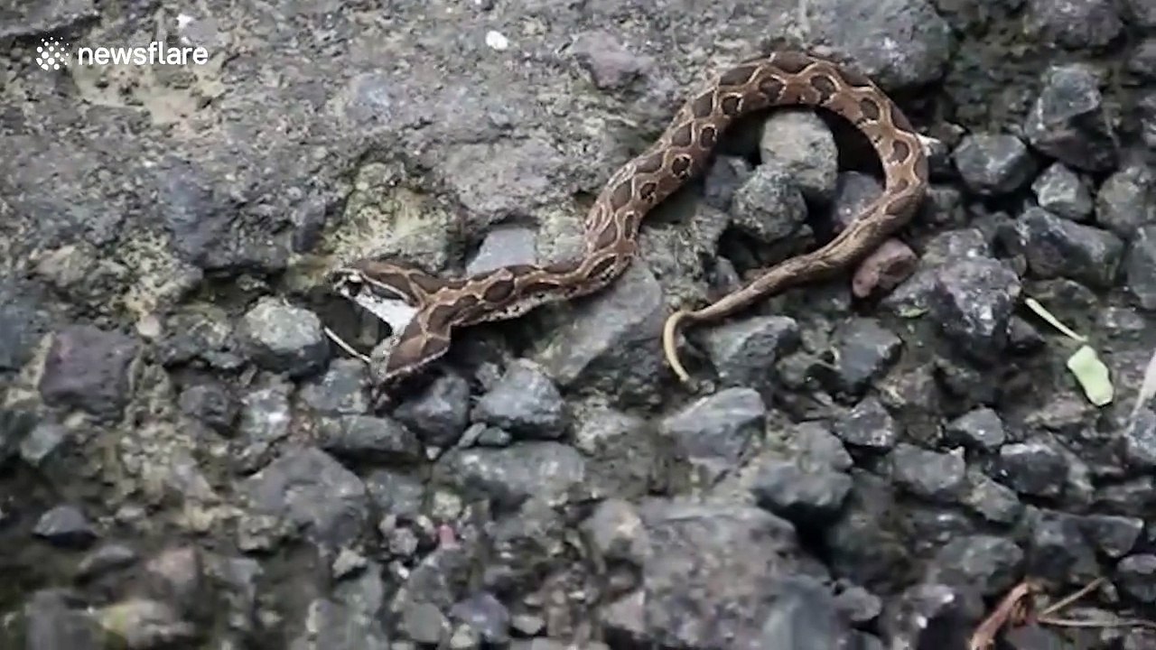 'Double Trouble' Rare two-headed viper snake spotted in western India