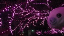Have you seen cherry blossoms light show? Let's go to Hanami with Seal !