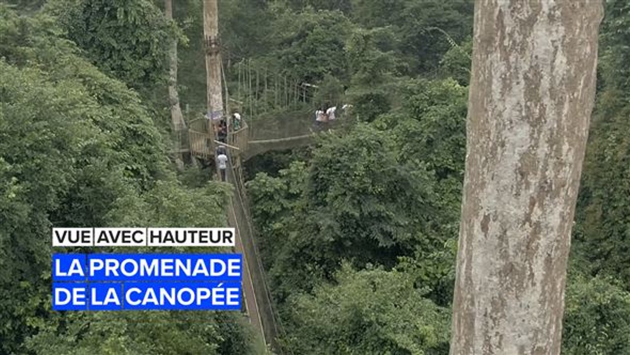 Vues avec hauteurs : Promenade dans la canopée au Ghana