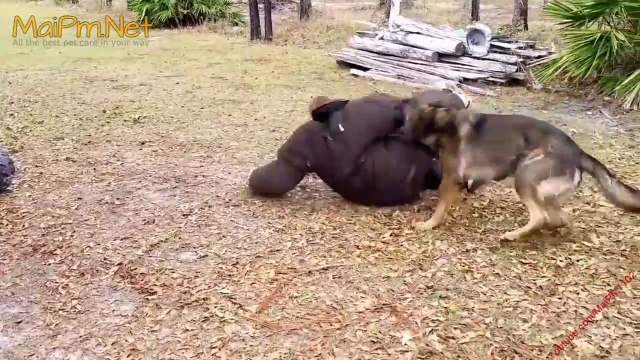 German Shepherd Protects Babies and Kids Compilation - The best Protection Dogs