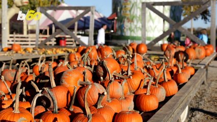 BFF Fun in the Fall! The Best Activities for the Best of Friends