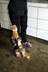 Süt için sabırsızlanan kediler adeta ağaca tırmanır gibi bakıcılarına tırmandılar