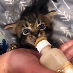 Quand un mignon petit matou tète au biberon. C'est juste à tomber ...