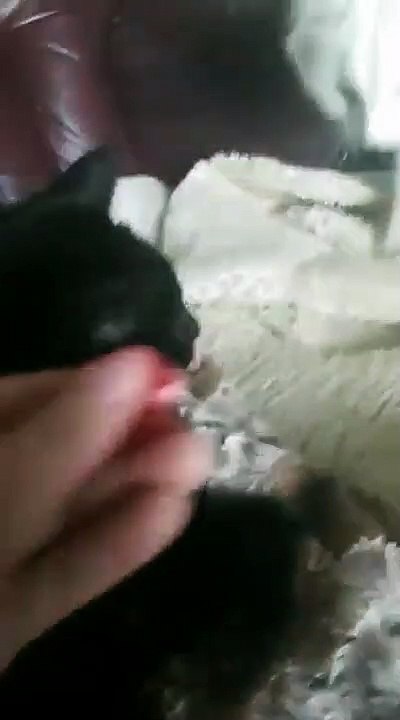 三分之一的猫喜欢
