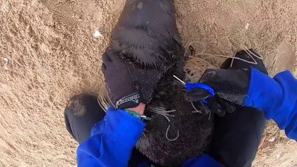 Il sauve une otarie prisonnière d'un filet de pêche !