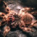 Mue d'une tarantule : cette araignée change sa peau !