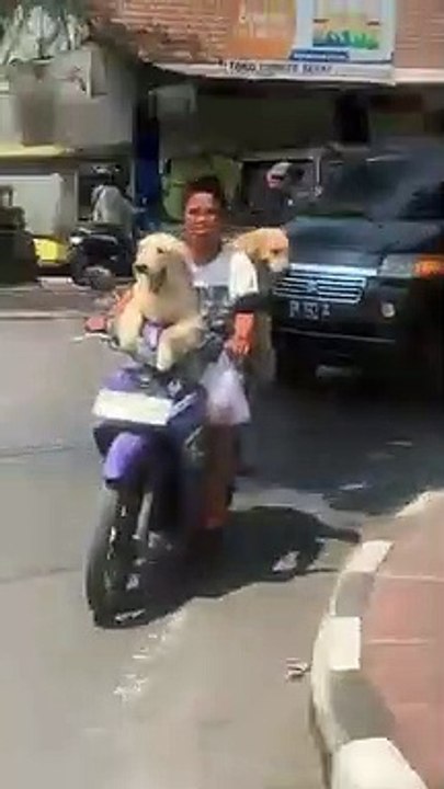 Passager d'un scooter : ces chiens sont bien assis !