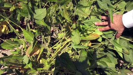 'Tarla Günü' etkinliği - HATAY