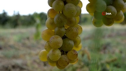 Vali kadınlarla birlikte üzüm toplayıp, pekmez karıştırdı