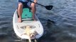 Dog Gets on Boat to Try Paddleboarding With Both Hands