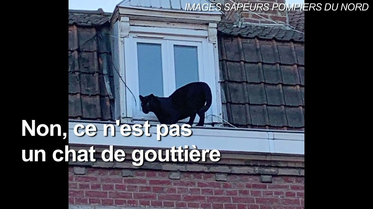 Quand une panthère noire se prend pour un chat de gouttière
