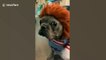 French bulldog puppy dressed in Chucky costume looks truly terrifying