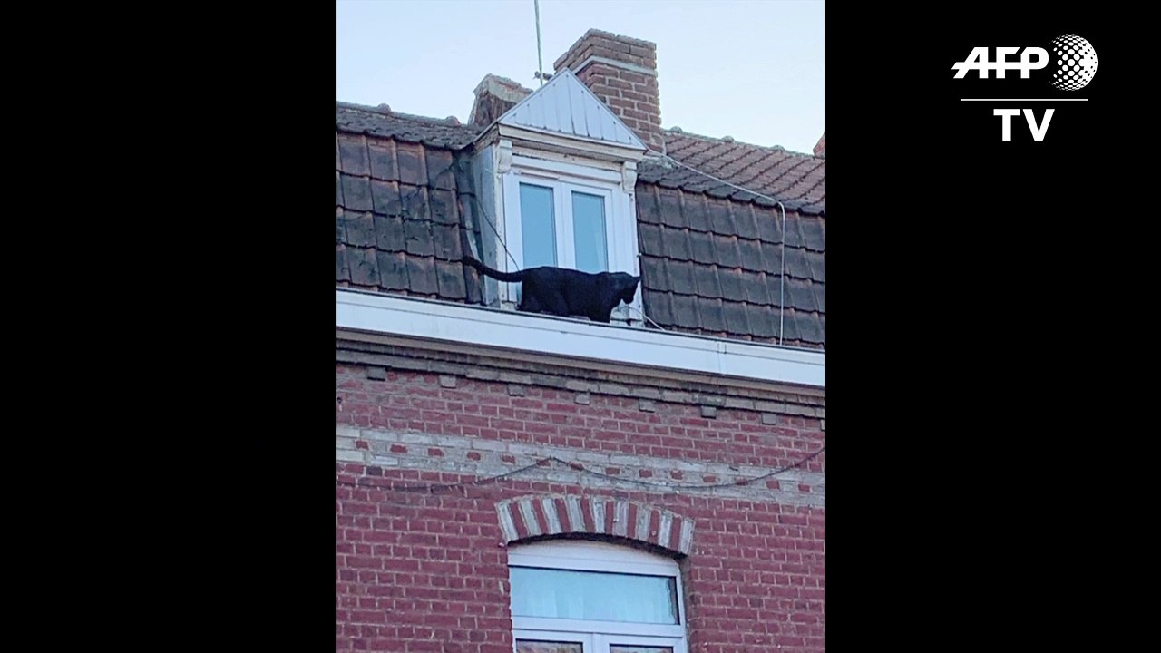 Panther schleicht in Frankreich auf Dächern herum