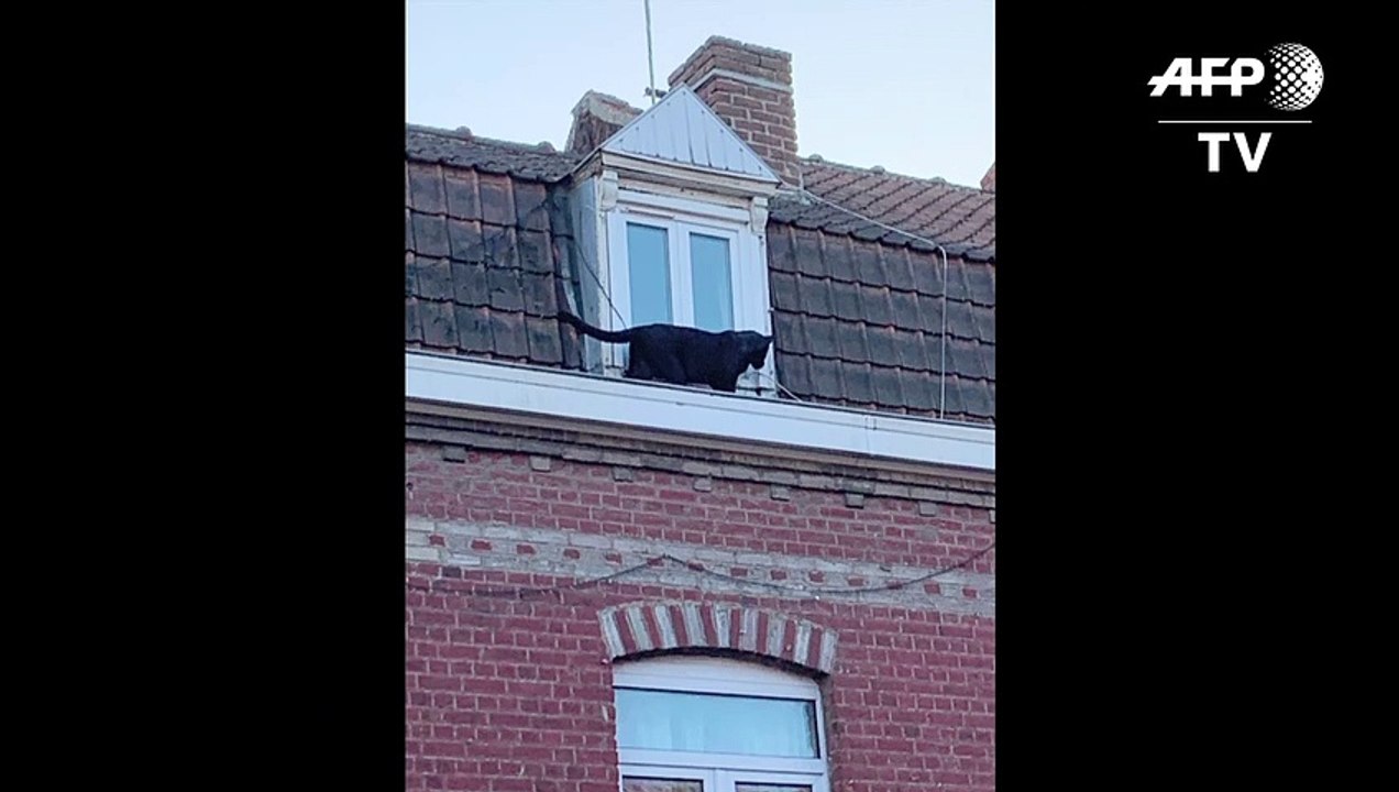 Panther schleicht in Frankreich auf Dächern herum