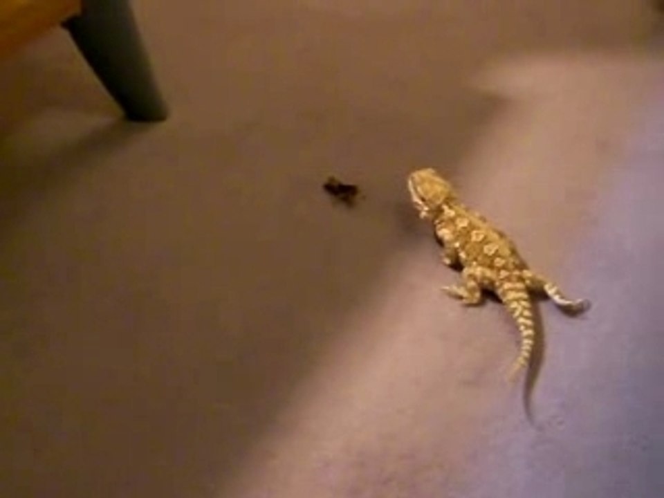 Pogona VS Criquet Moyen