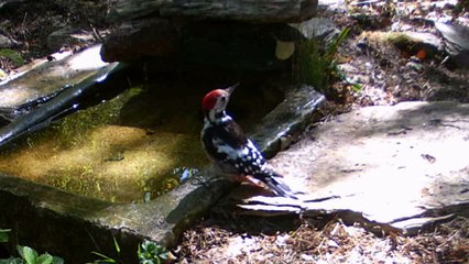 Pic épeiche, 19 septembre 2019