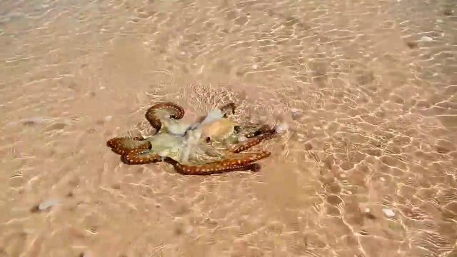 Ce poulpe reconnait ses sauveurs et vient les remercier