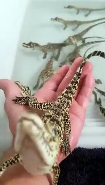 Ecoutez le bruit que font ces bébés crocodiles