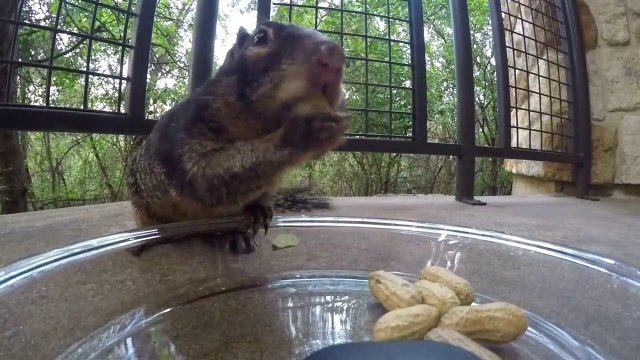 Cet écureuil fait ses réserves pour l'hiver... tellement drôle