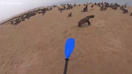 Ce kayakiste aide une otarie à se liberer d'un filet de peche