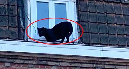 Çatıda panter gören bina sakinleri ne yapacağını şaşırdı