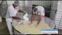Confecção de queijo de 500 aquilos em Santa Teresa