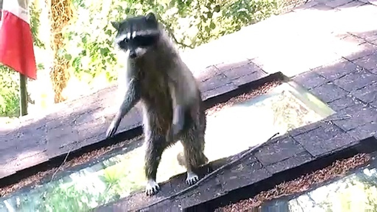 Une maman raton laveur aide son fils à monter dans un arbre