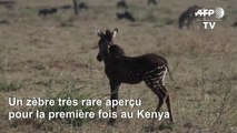 Un zèbre très rare aperçu pour la première fois au Kenya