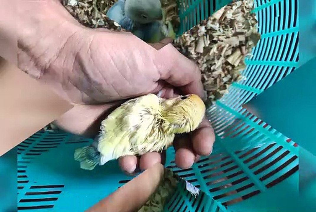 Bird's lover