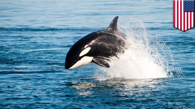 NOAA proposes expanding habitat protections for killer whales