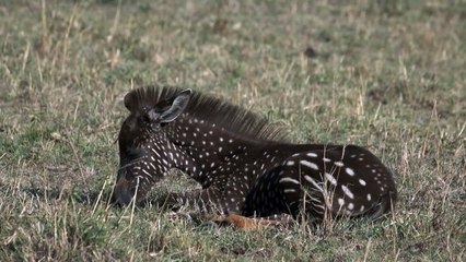 Spotted: Polka-dotted zebra seen in Kenya