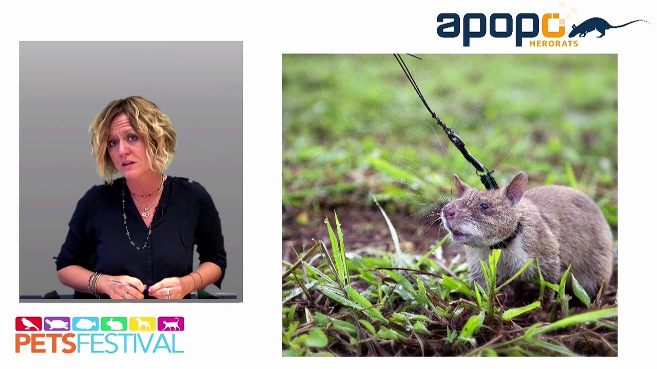 Aspettando PetsFestival 2019 - Puntata 5