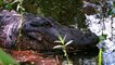 Swamp People: Massive Gator Nets Frenchy a Big Payout