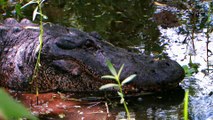Swamp People: Massive Gator Nets Frenchy a Big Payout