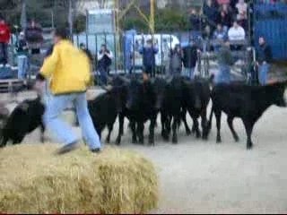 Saint-cristol manades la vistrenqueet  les alpilles