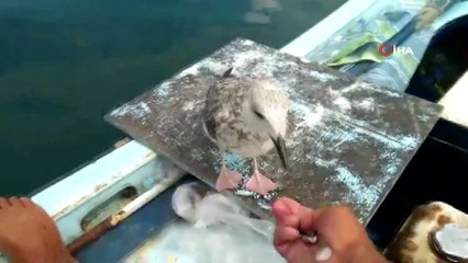 Martılar onu hiç yalnız bırakmıyor